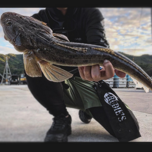 マゴチの釣果