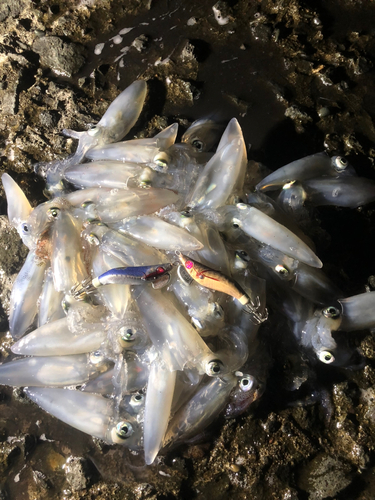 マメイカの釣果