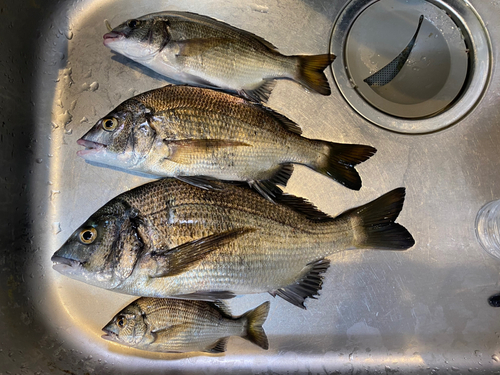 クロダイの釣果