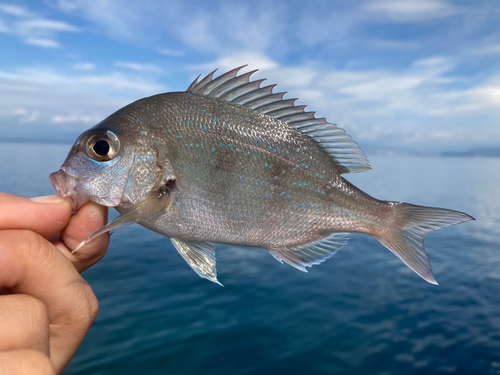 チャリコの釣果