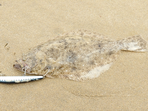 ソゲの釣果