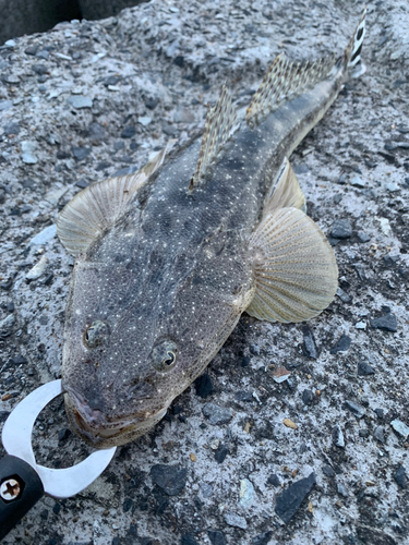 マゴチの釣果