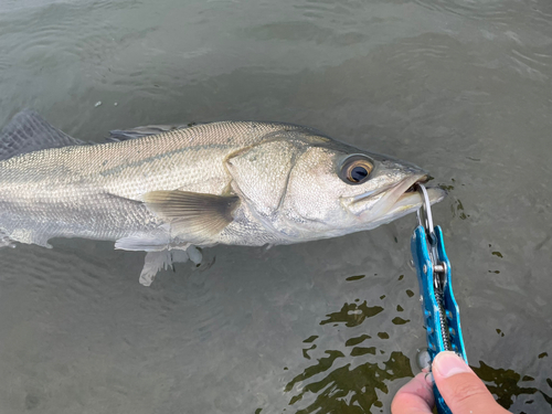 スズキの釣果