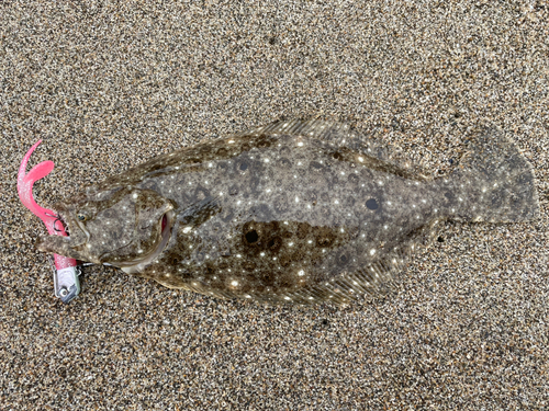 ソゲの釣果