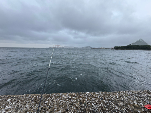 イシガキイシダイの釣果