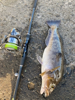 アイナメの釣果