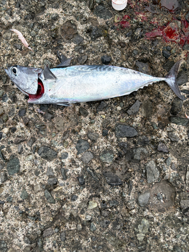 熱海港海釣り施設