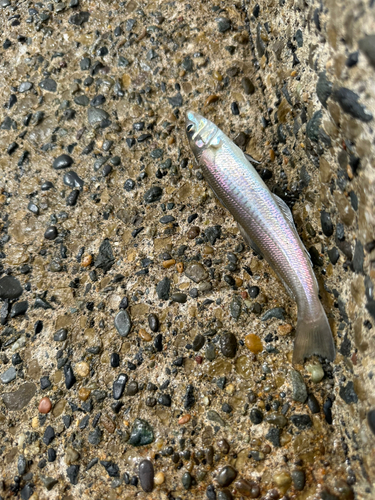 キスの釣果