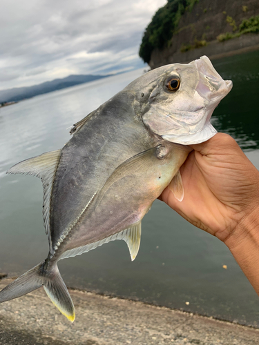 メッキの釣果