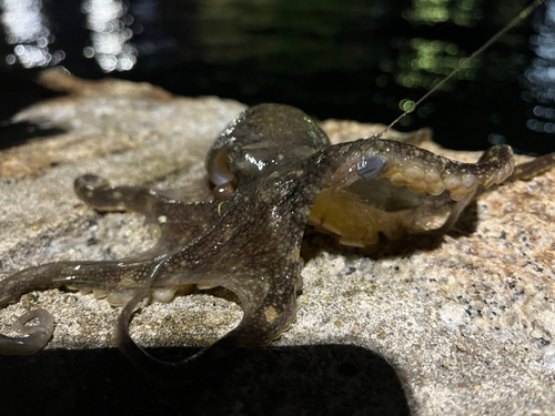 タコの釣果