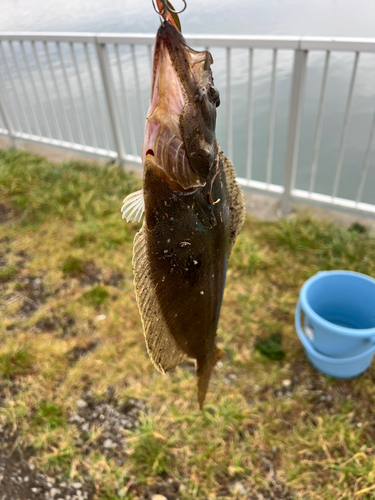 ヒラメの釣果