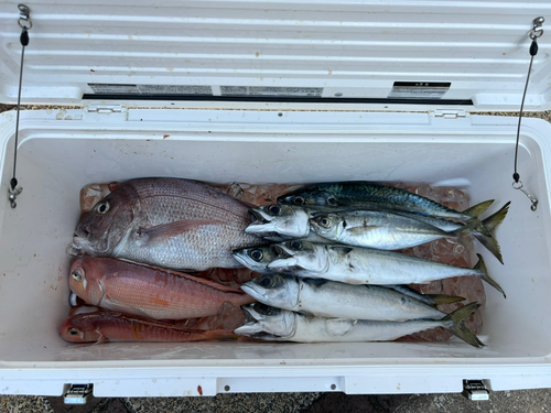 マダイの釣果