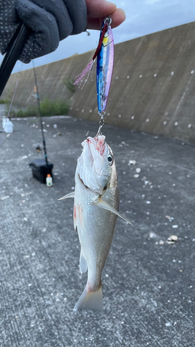 イシモチの釣果