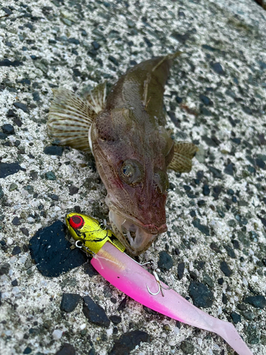 ワニゴチの釣果