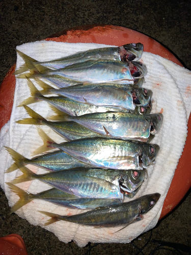 アジの釣果