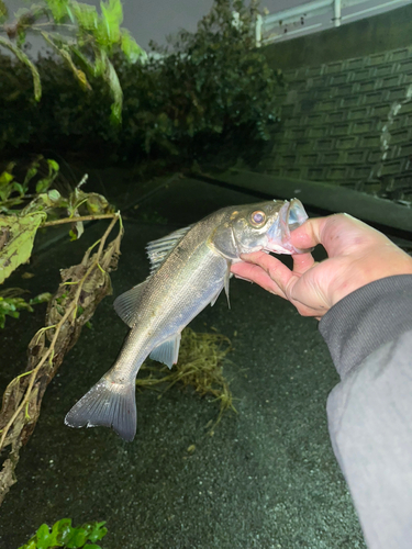 セイゴ（マルスズキ）の釣果