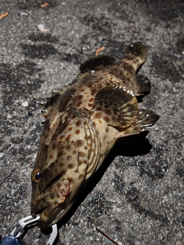 チャイロマルハタの釣果