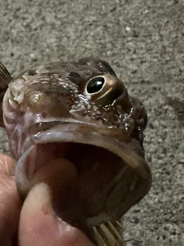 脇田海釣り桟橋