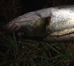 セイゴ（マルスズキ）の釣果