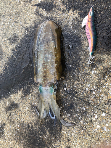 アオリイカの釣果