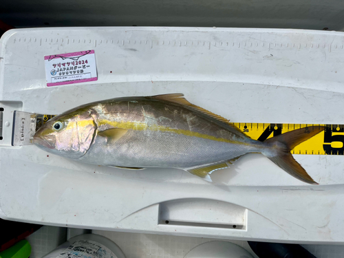 カンパチの釣果