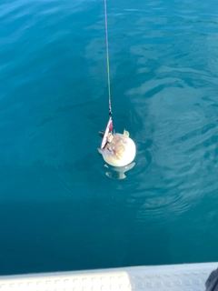 フグの釣果