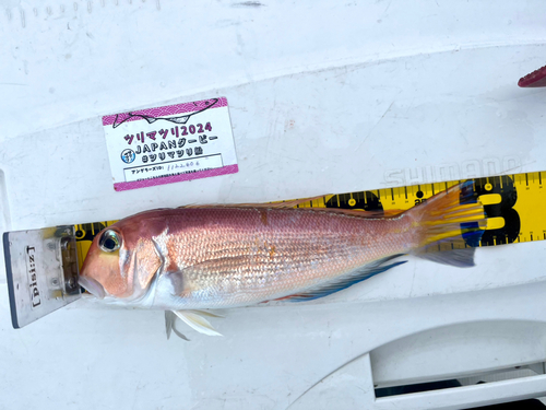 アマダイの釣果