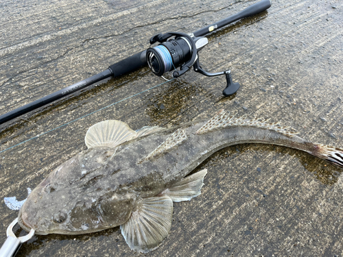 マゴチの釣果