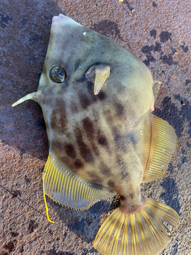 カワハギの釣果