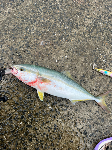 イナダの釣果