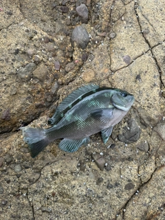 アイゴの釣果