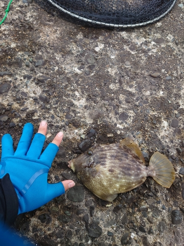 カワハギの釣果