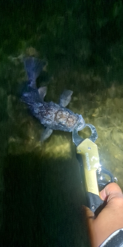 クロソイの釣果