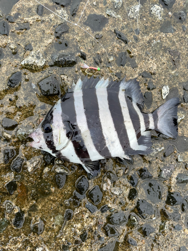 サンバソウの釣果