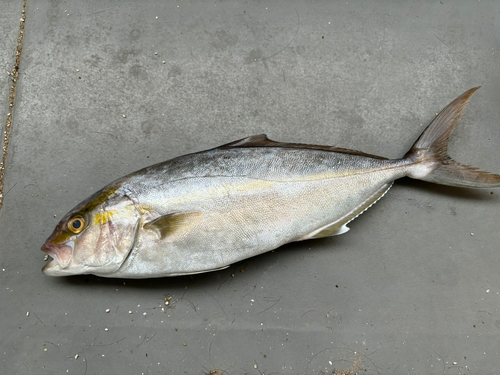 カンパチの釣果