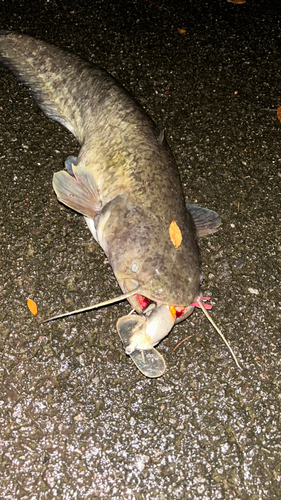 ナマズの釣果