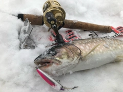 アメマスの釣果