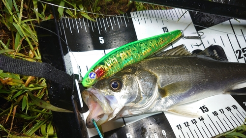 シーバスの釣果