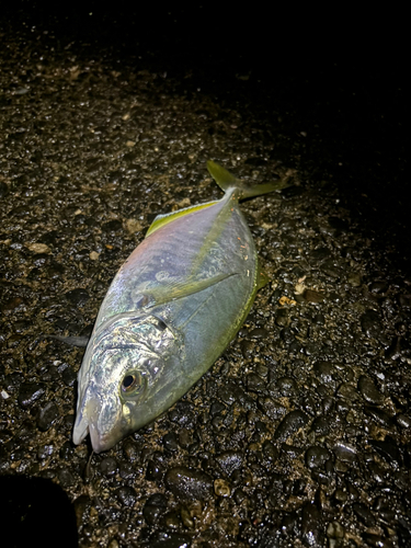 シマアジの釣果