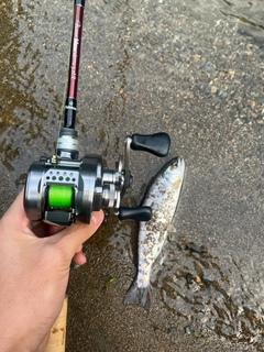 アマゴの釣果