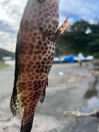 オオモンハタの釣果