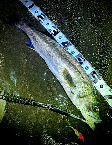 マルスズキの釣果