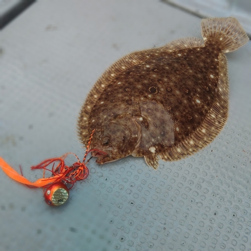 ガンゾウビラメの釣果