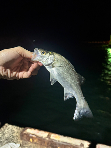 セイゴ（マルスズキ）の釣果