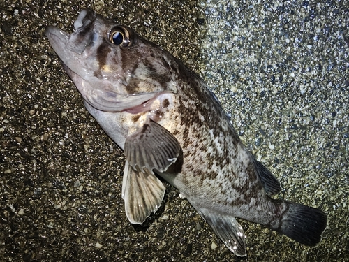 クロソイの釣果