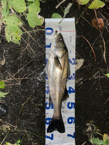 シーバスの釣果