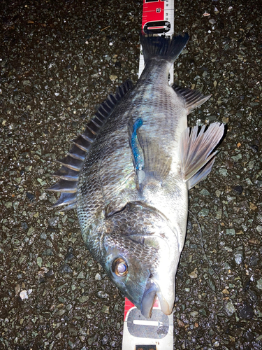 クロダイの釣果