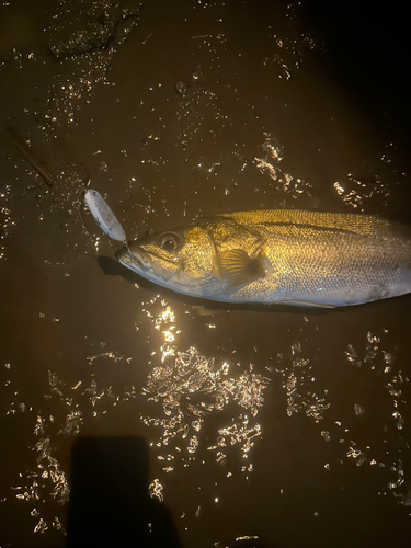 スズキの釣果