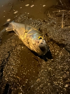 スズキの釣果