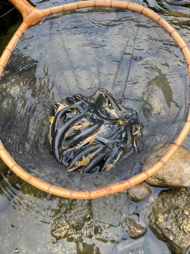 アユの釣果